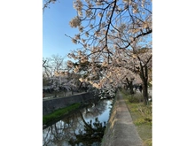 【兵庫県/西宮市神園町】夙川苦楽園口レジデンス 夙川公園（現地より約110m）