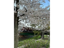 【兵庫県/西宮市神園町】夙川苦楽園口レジデンス 夙川公園（現地より約110m）