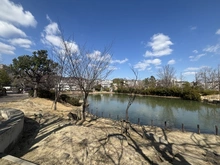 【兵庫県/西宮市神園町】夙川苦楽園口レジデンス 樋之池公園（現地より約950m）