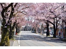 【神奈川県/横浜市青葉区桜台】青葉台ヒルズ 桜並木（環状4号線沿い）（現地より約400m）