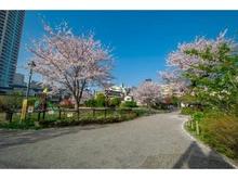 【東京都/新宿区大京町】マジェスティハウス新宿御苑パークナード 富久さくら公園（現地より約1,100m）