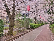 【東京都/江東区亀戸】プラウドタワー亀戸クロス ブライトタワー 亀戸緑道公園（現地より約40m）：