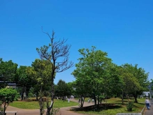 【千葉県/流山市おおたかの森東】ジオ流山おおたかの森 おおたかの森南口公園（現地より約800m）：