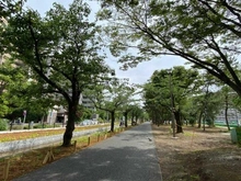 【東京都/江東区東砂】コスモ21ザ・ガーデンズフォート 仙台堀川公園（現地より約20m）