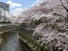 【東京都/板橋区加賀】アトラス加賀  石神井川の桜並木（現地より約10m）：