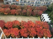 【東京都/板橋区大原町】東京ガーデンフォーラム 敷地内