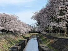 【東京都/杉並区成田東】プラウドシティ阿佐ヶ谷セントラル 善福寺川緑地公園（現地より約181m）：