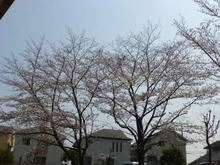 【神奈川県/横浜市神奈川区羽沢南】クリオ上星川弐番館 眺望：春になると桜が見えます（天候などによる）