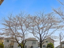 【神奈川県/横浜市神奈川区羽沢南】クリオ上星川弐番館 眺望：春になると桜が見えます(天候による)