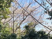 【神奈川県/横浜市神奈川区白楽】ライブタウン白楽 C棟 眺望：桜の咲く季節にはバルコニーから桜を眺めることができます。