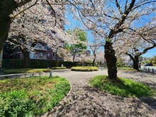 【東京都/武蔵野市桜堤】桜堤庭園ファイシア G棟 敷地内：中庭