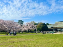 【東京都/武蔵野市桜堤】桜堤庭園ファイシア G棟 都立小金井公園（現地より約400m）