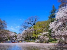 【東京都/三鷹市下連雀】プラウドシティ吉祥寺 D棟 井の頭恩賜公園（現地より約400m）