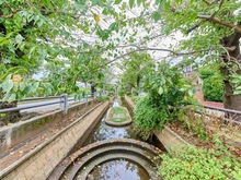 【東京都/世田谷区深沢】パークハウス深沢コートレジデンス 呑川親水公園（現地より約800m）：