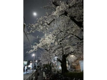 【東京都/目黒区大岡山】プラウド都立大学 呑川沿いの桜並木（現地より約10m）