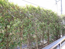 【神奈川県/川崎市多摩区枡形】クリオ向ヶ丘遊園壱番館 眺望