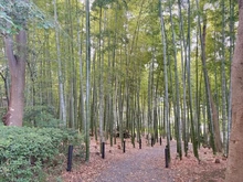 【神奈川県/横浜市都筑区茅ケ崎南】港北ファミールハイツ 10-3号棟 緑道（現地より約50m）：