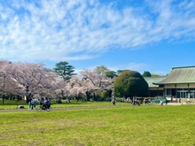 【東京都/小金井市桜町】プラウド小金井桜町 都立小金井公園（現地より約440m）：
