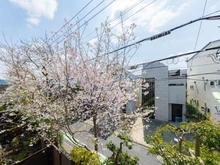 【東京都/世田谷区玉川】アライエ二子玉川 眺望：敷地内の桜を望む眺め