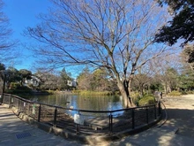 【東京都/杉並区清水】コープ野村清水町 B号棟 妙正寺公園（現地より約389m）：