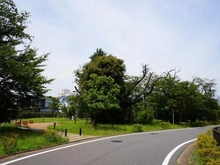 【東京都/杉並区荻窪】シティテラス荻窪ブリーズコート 杉並区立大谷戸さくら緑地（現地より約220m）：