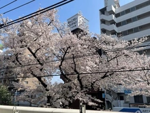 【東京都/練馬区中村北】クリオ中村橋壱番館 眺望