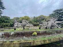 【東京都/中野区松が丘】ライオンズマンション中野哲学堂公園 哲学堂公園（現地より約150m）