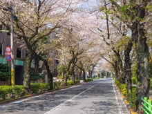 【東京都/世田谷区桜丘】パークハウス世田谷桜丘 前面道路：千歳通りの桜並木