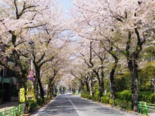 【東京都/世田谷区桜丘】パークハウス世田谷桜丘 前面道路