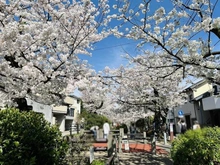 【東京都/世田谷区代田】プラウド世田谷代田  北沢川緑道（現地より約330m）
