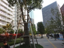 【東京都/品川区北品川】グローリア初穂御殿山 前面道路