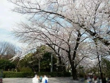 【東京都/品川区東大井】シティテラス大井仙台坂ヒルトップガーデン 区立大井公園（現地より約300m）