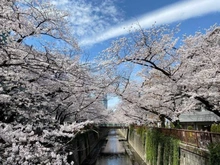 【東京都/目黒区中目黒】プラウド中目黒  目黒川（現地より約360m）