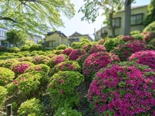 【東京都/文京区向丘】ファミール本郷 根津神社（つつじ祭）4月（現地より約730m）