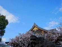 【東京都/文京区本郷】オープンレジデンシア本郷後楽園  湯島天神（現地より約1,300m）