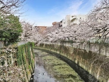 【東京都/新宿区西早稲田】フジタ早稲田マンション 神田川の桜並木（現地より約70m）