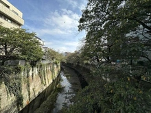 【東京都/新宿区西早稲田】フォレステージ西早稲田 神田川（現地より約30m）