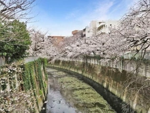 【東京都/新宿区西早稲田】ベリスタ早稲田 神田川（現地より約10m）