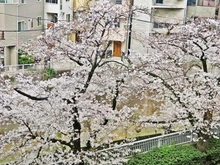 【東京都/新宿区西早稲田】ベリスタ早稲田 神田川（現地より約10m）