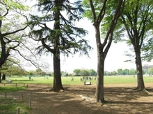 【東京都/武蔵野市緑町】武蔵野ガリレアヴェルデテラッツァ 都立武蔵野中央公園（現地より約20m）