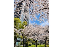 【大阪府/大阪市北区豊崎】プラウドタワー梅田豊崎 豊崎東公園（現地より約10m）：豊崎東公園の桜です