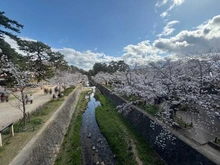 【兵庫県/西宮市千歳町】パーク・ハイム夙川千歳町 夙川公園（現地より約600m）