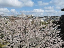 【神奈川県/横浜市青葉区若草台】フォンテーヌブロー青葉台 B棟 眺望：2025年3月現在の眺望であり、将来にわたり保証するものではありません。