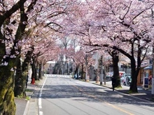 【神奈川県/横浜市青葉区桜台】青葉台ヒルズ  桜並木（環状4号線沿い）（現地より約400m）：
