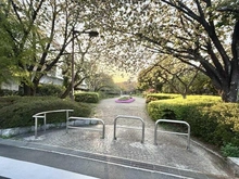 【神奈川県/大和市つきみ野】つきみ野スカイハイツ さくらの散歩道（現地より約450m）