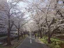 【東京都/江東区南砂】プラウド東陽町ガーデンズ 仙台堀川公園（隣接）（現地より約30m）