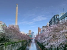 【東京都/品川区西五反田】パラッシオ目黒不動前 目黒川（現地より約200m）