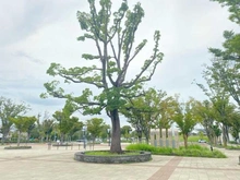 【神奈川県/川崎市中原区宮内】ライオンズガーデン等々力緑地パークサイド 等々力緑地（現地より約750m）