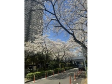 【神奈川県/川崎市幸区小倉】パークシティ新川崎 東2番街 G棟 前面道路
