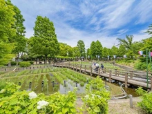 【東京都/足立区谷中】リビオレゾン北綾瀬 しょうぶ沼公園（現地より約190m）